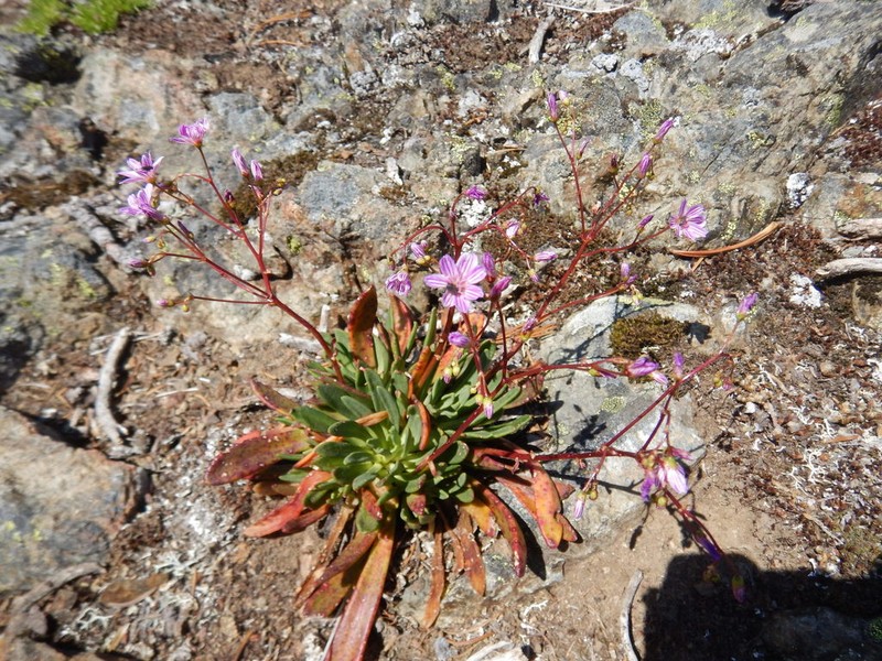 Columbian Lewisia photo 4