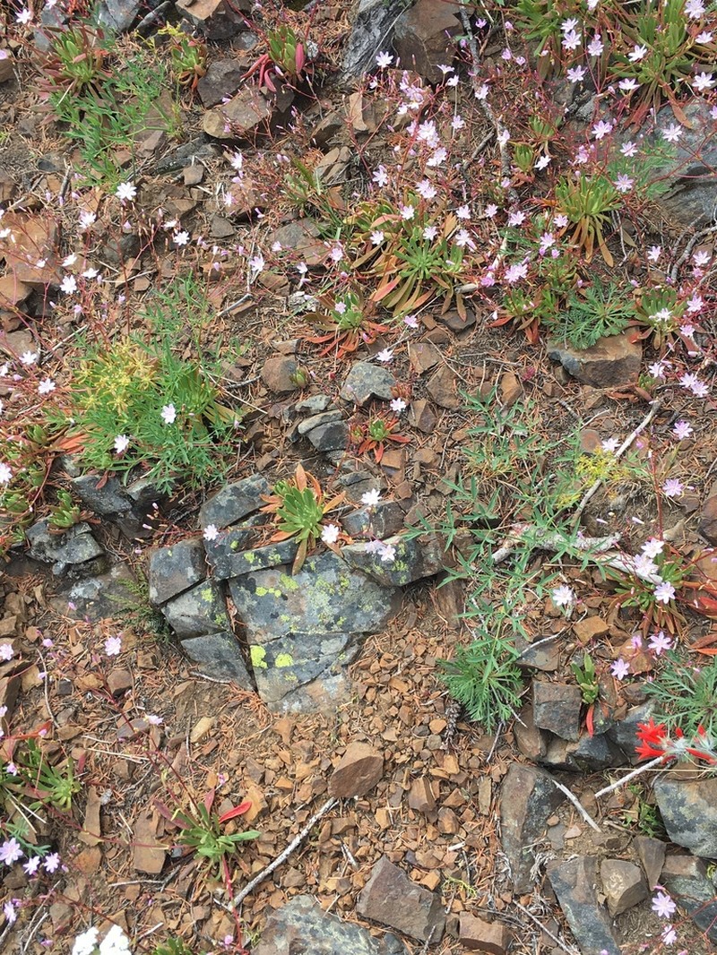 Columbian Lewisia photo 5