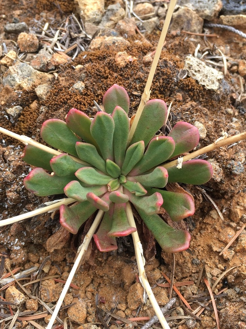 Columbian Lewisia photo 6