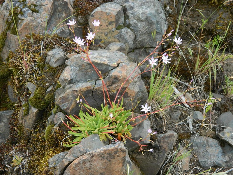 Columbian Lewisia photo 7