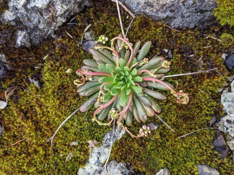 Columbian Lewisia photo 8