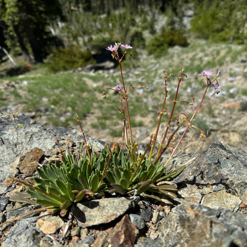 Lewisia columbiana var. columbiana photo 2
