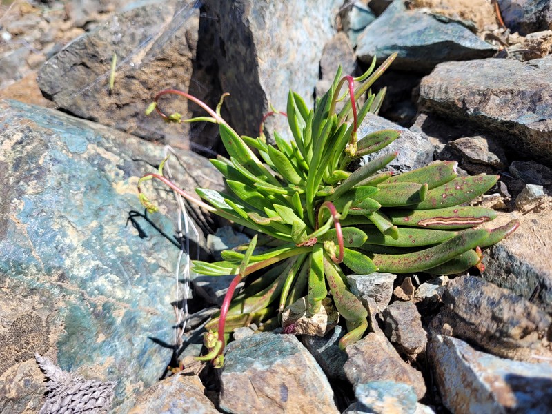 Lewisia columbiana var. columbiana photo 3
