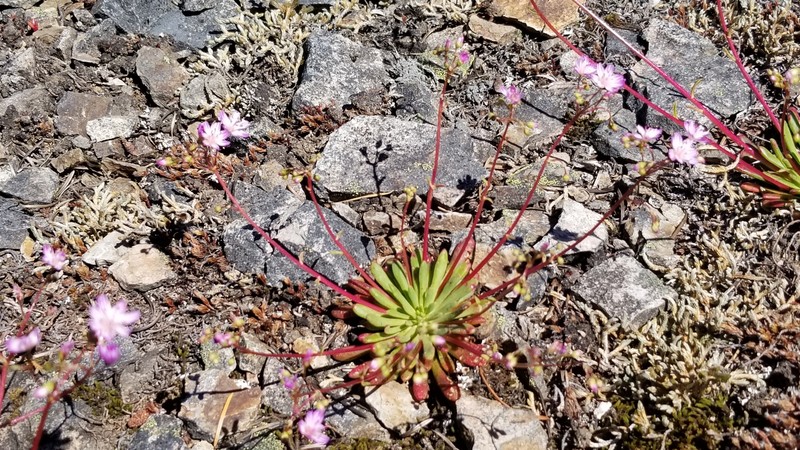 Lewisia columbiana var. columbiana photo 4