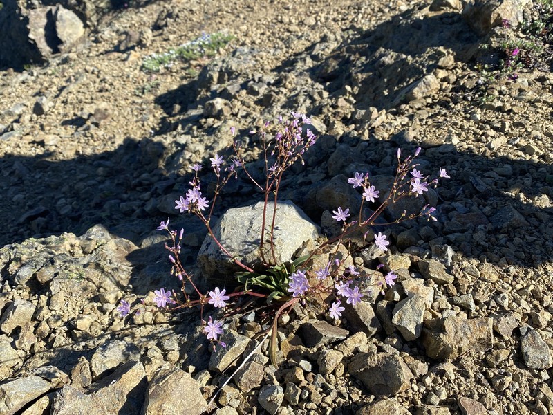 Lewisia columbiana var. columbiana photo 6