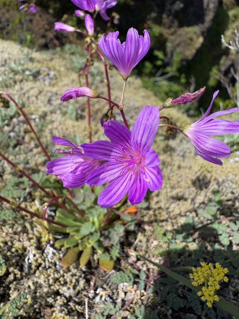 Lewisia columbiana var. rupicola