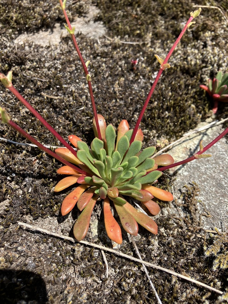 Lewisia columbiana var. rupicola photo 2