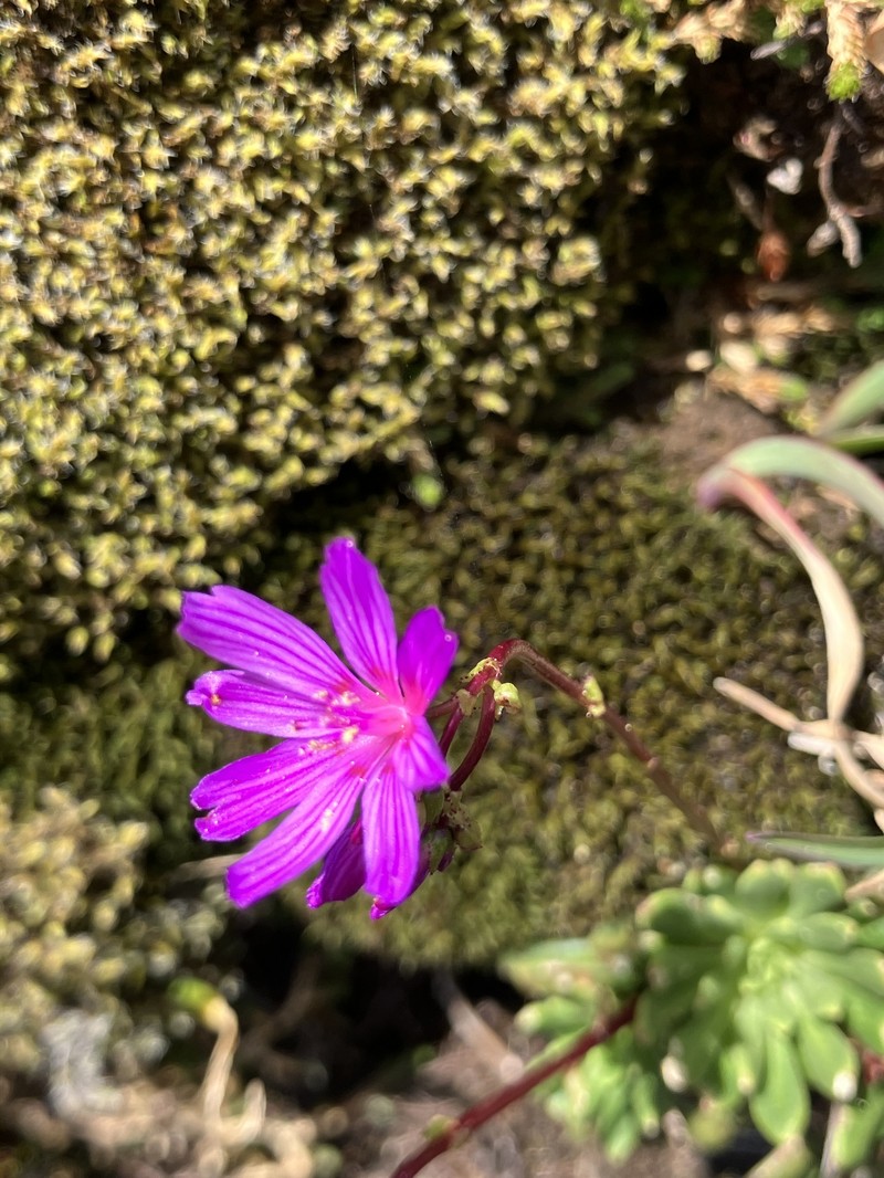 Lewisia columbiana var. rupicola photo 3
