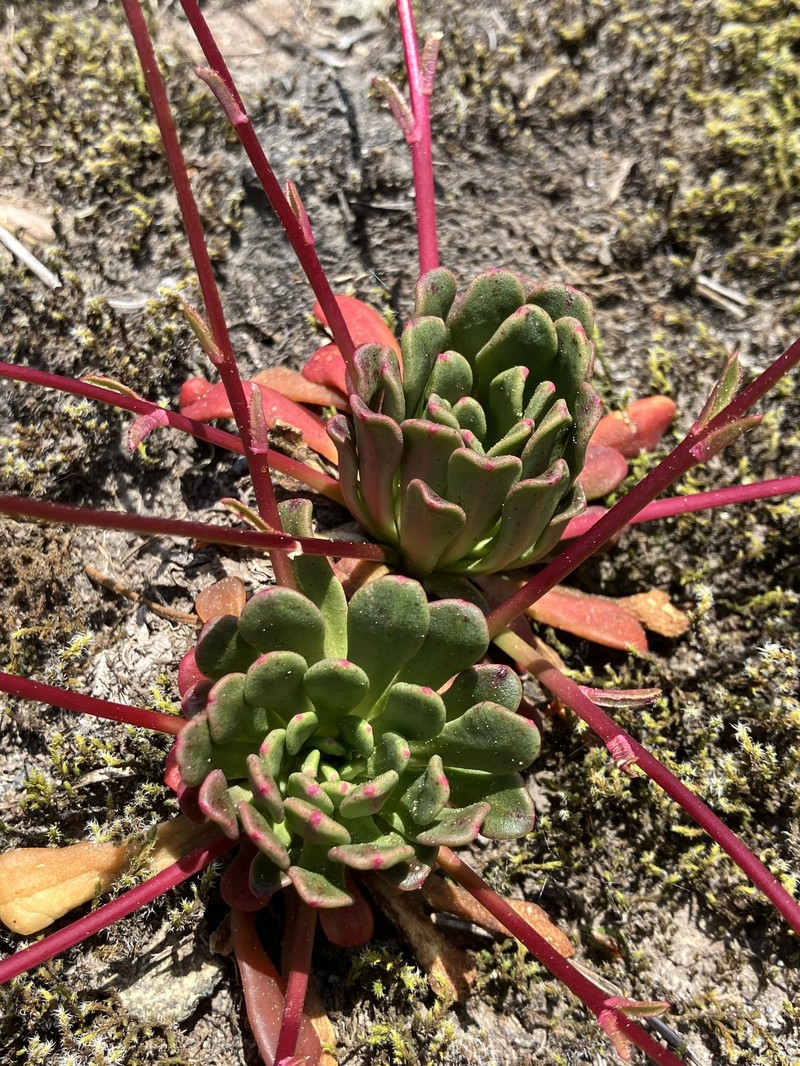Lewisia columbiana var. rupicola photo 4