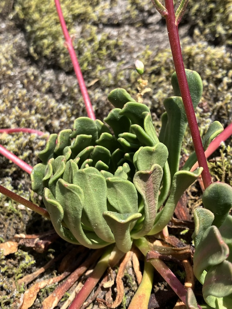 Lewisia columbiana var. rupicola photo 5
