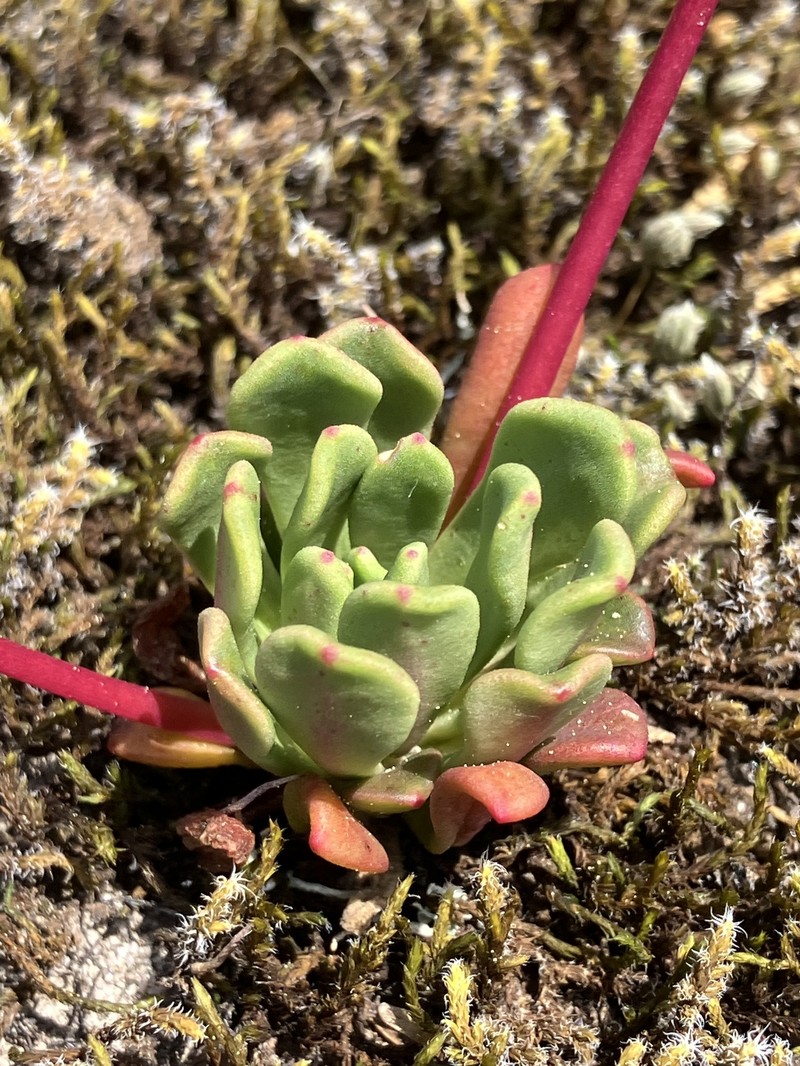 Lewisia columbiana var. rupicola photo 6