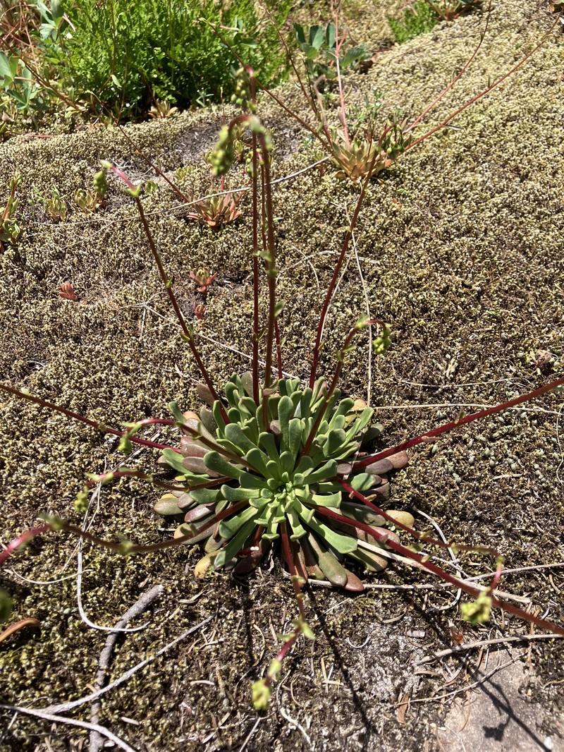 Lewisia columbiana var. rupicola photo 7