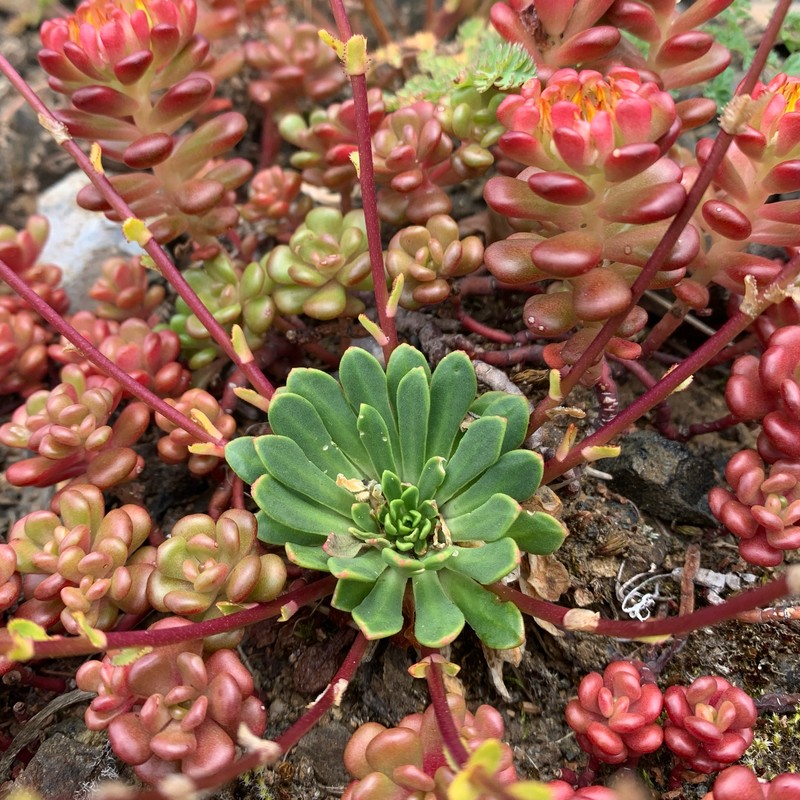 Lewisia columbiana var. rupicola photo 8