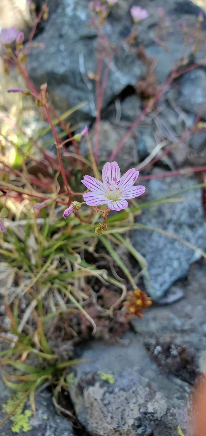 Lewisia columbiana var. wallowensis
