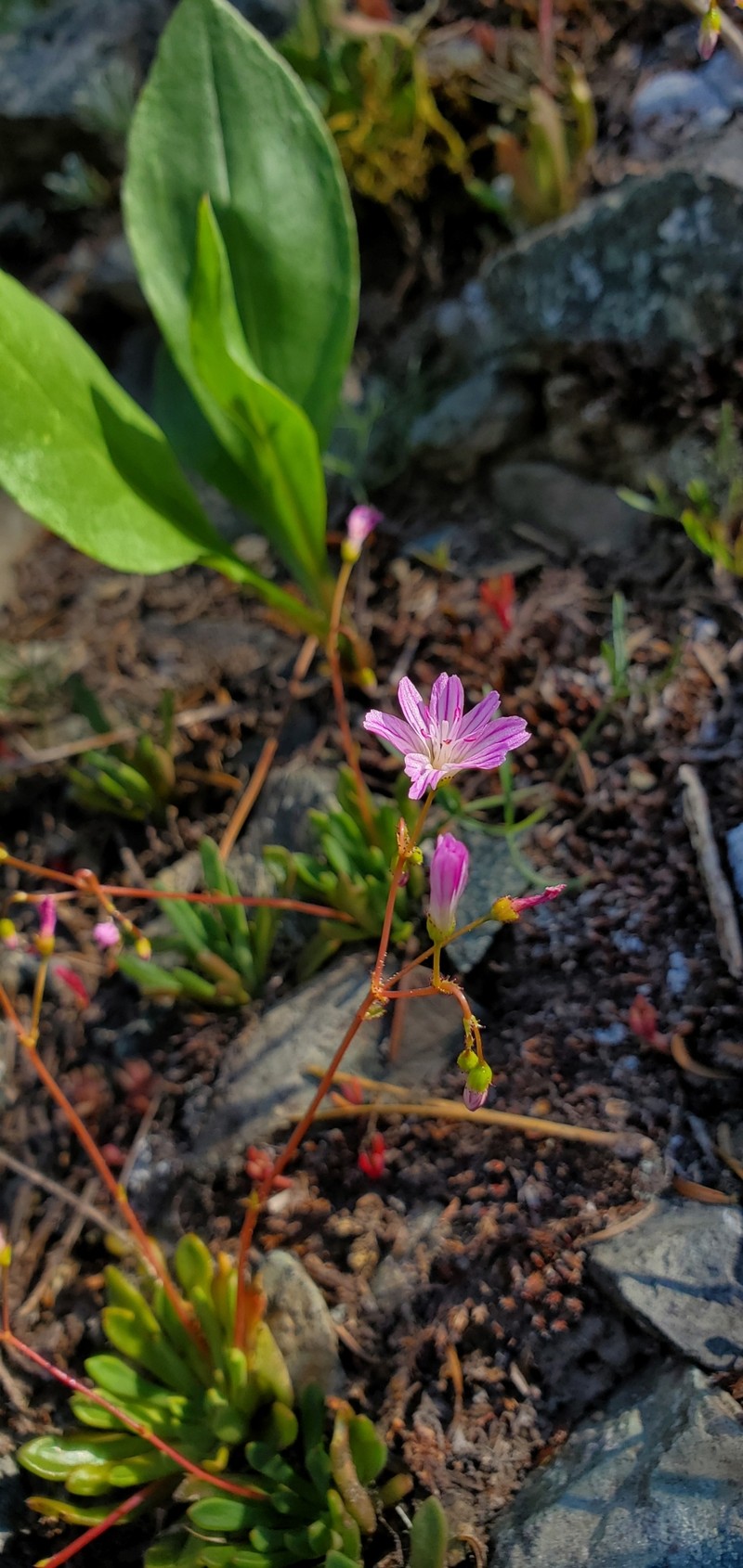 Lewisia columbiana var. wallowensis photo 2