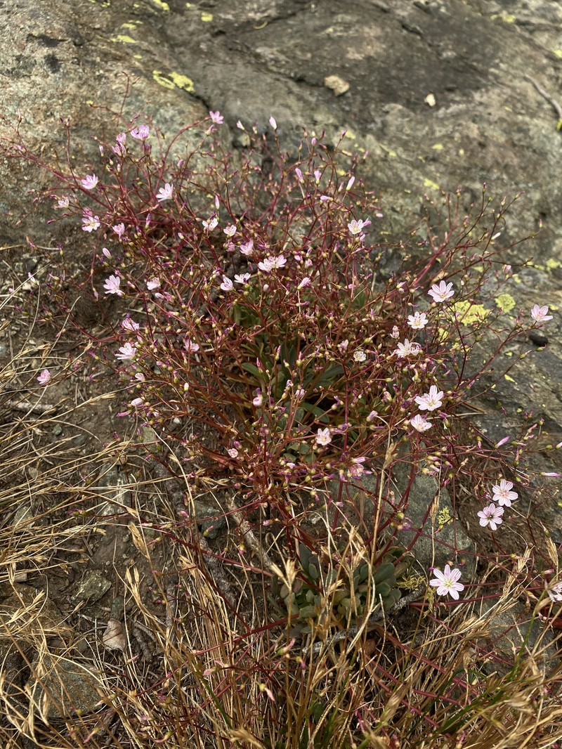 Lewisia columbiana var. wallowensis photo 3