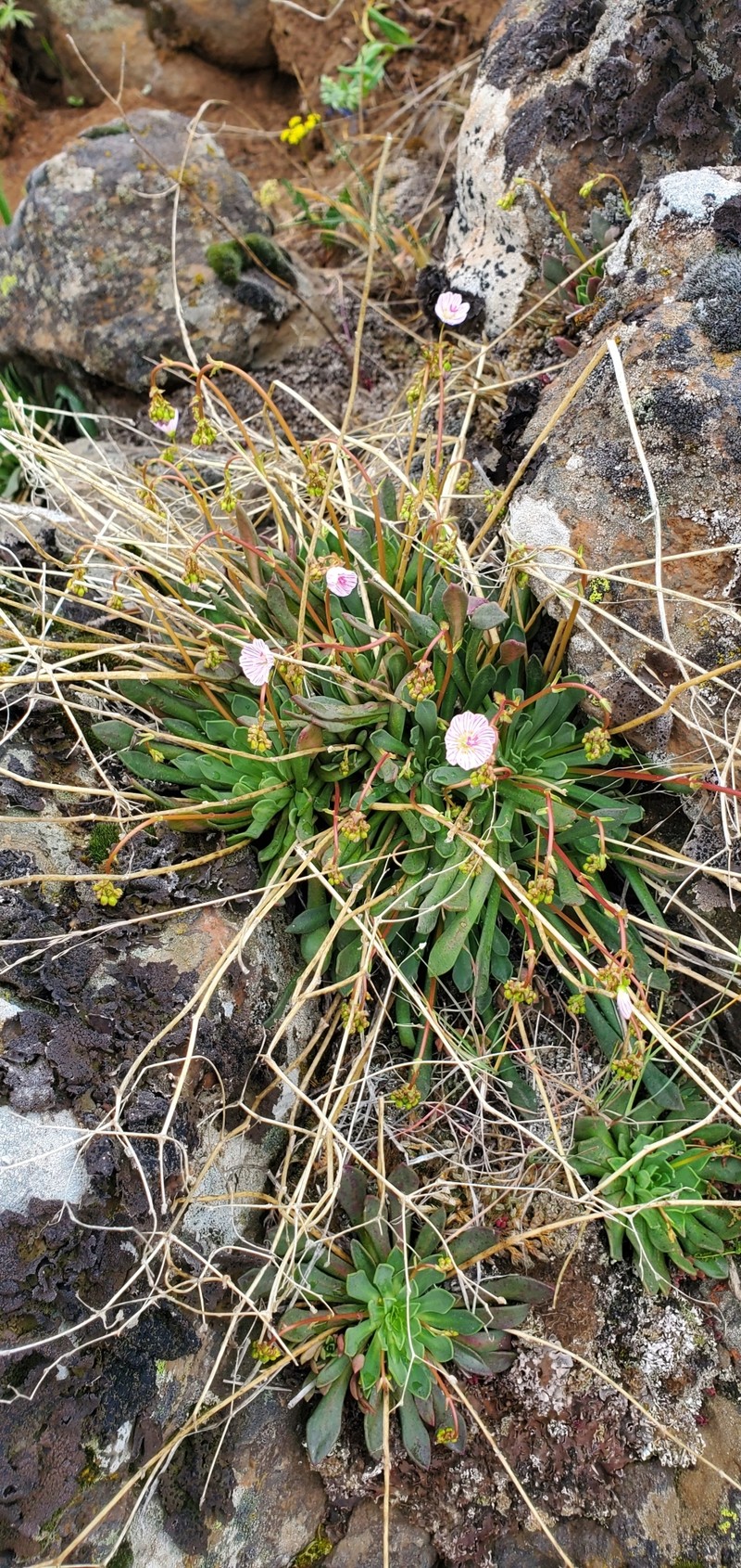 Lewisia columbiana var. wallowensis photo 4
