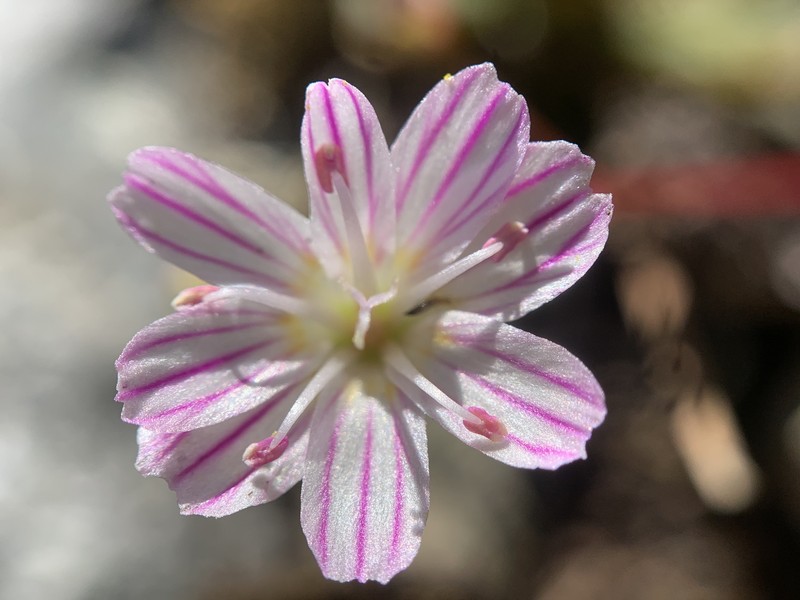Lewisia columbiana var. wallowensis photo 5
