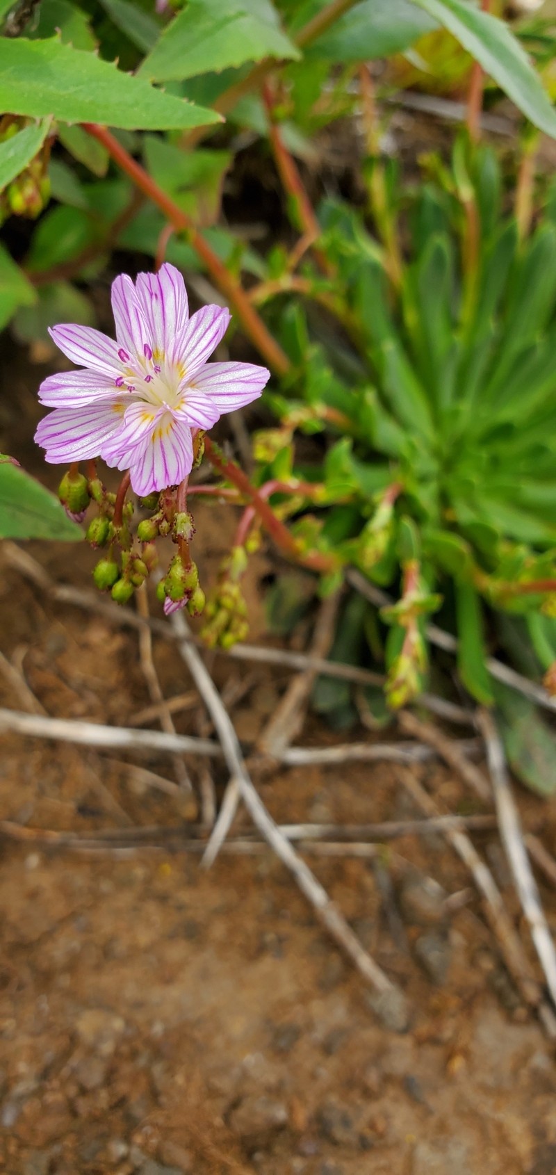 Lewisia columbiana var. wallowensis photo 6
