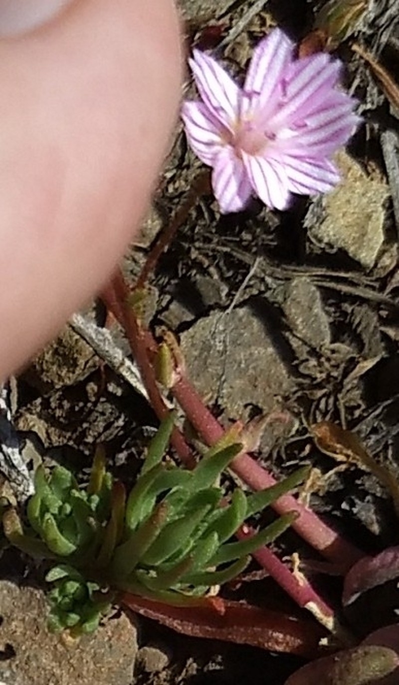 Lewisia columbiana var. wallowensis photo 7