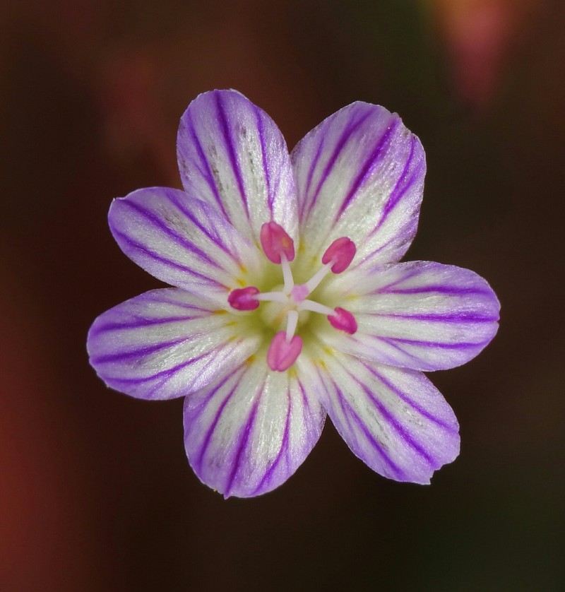 Lewisia columbiana var. wallowensis photo 8