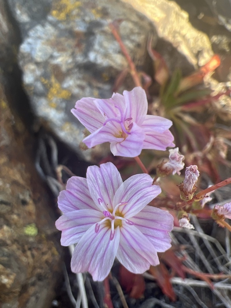 Congdon's Lewisia