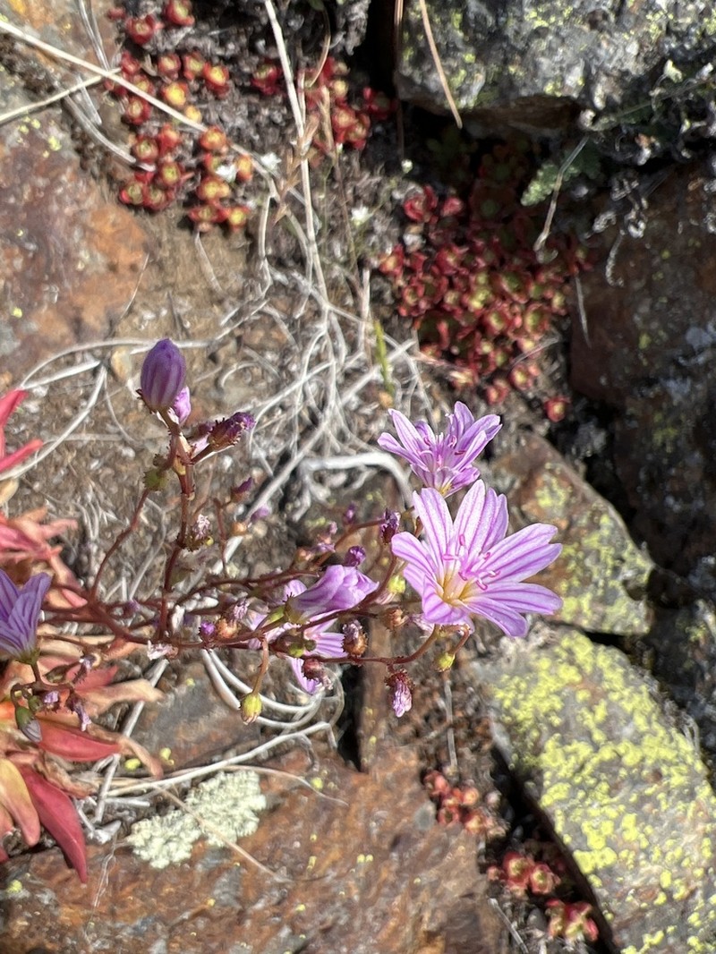 Congdon's Lewisia photo 2