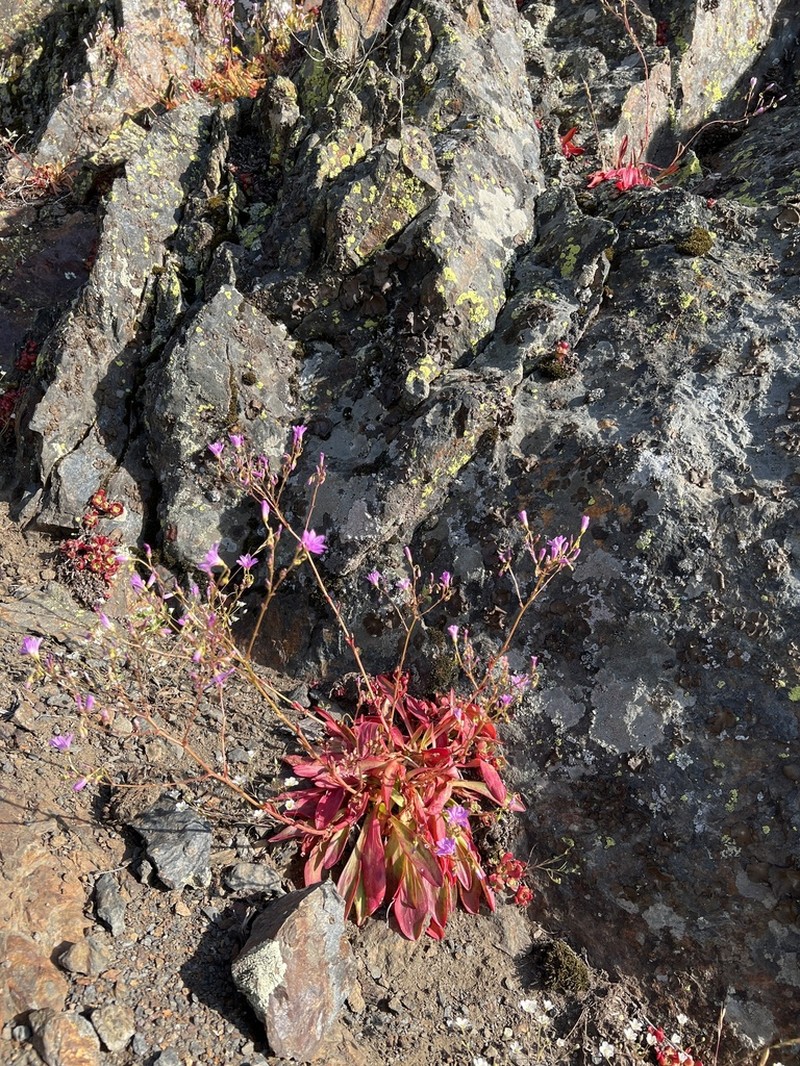 Congdon's Lewisia photo 3