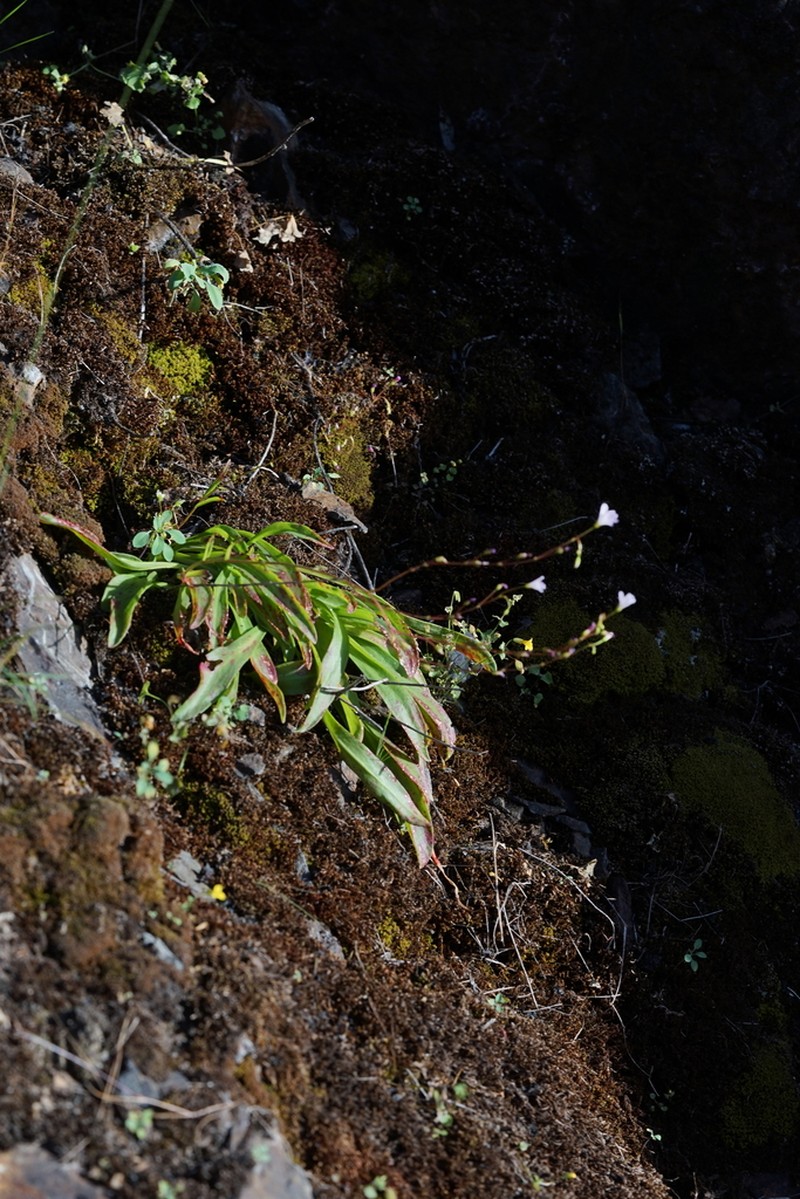 Congdon's Lewisia photo 6