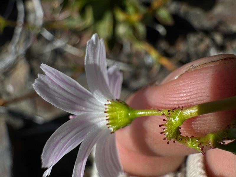 Congdon's Lewisia photo 7