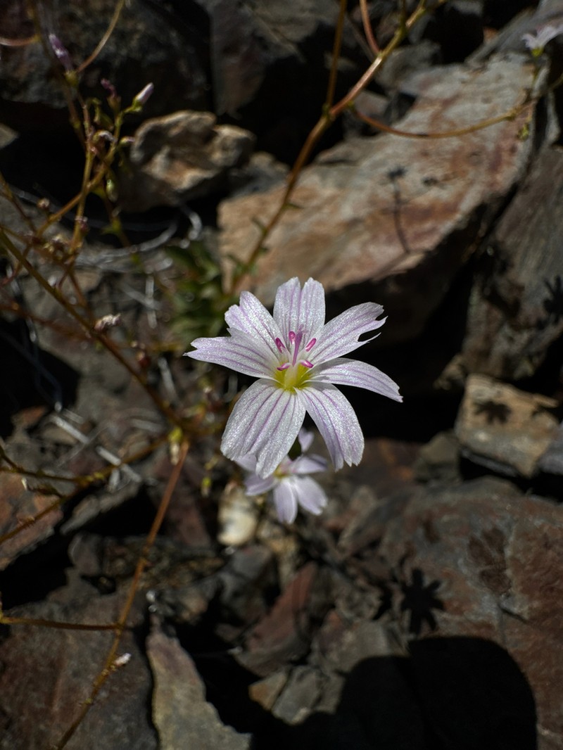 Congdon's Lewisia photo 8