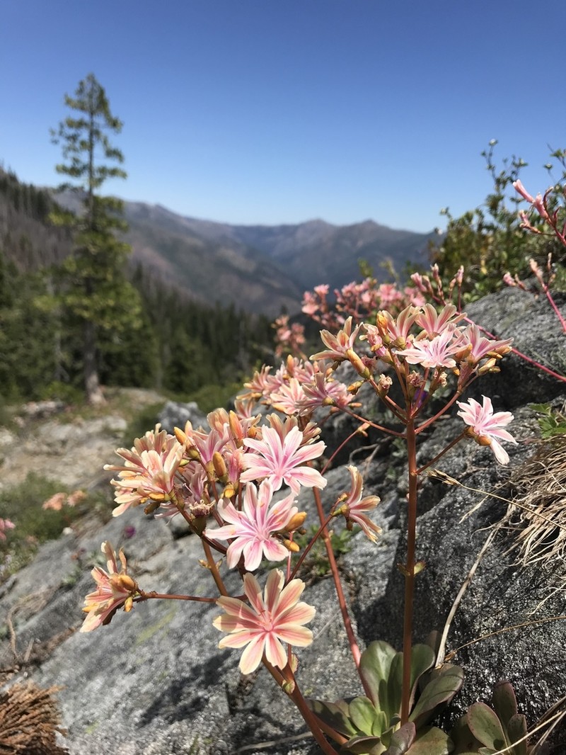 Siskiyou Lewisia