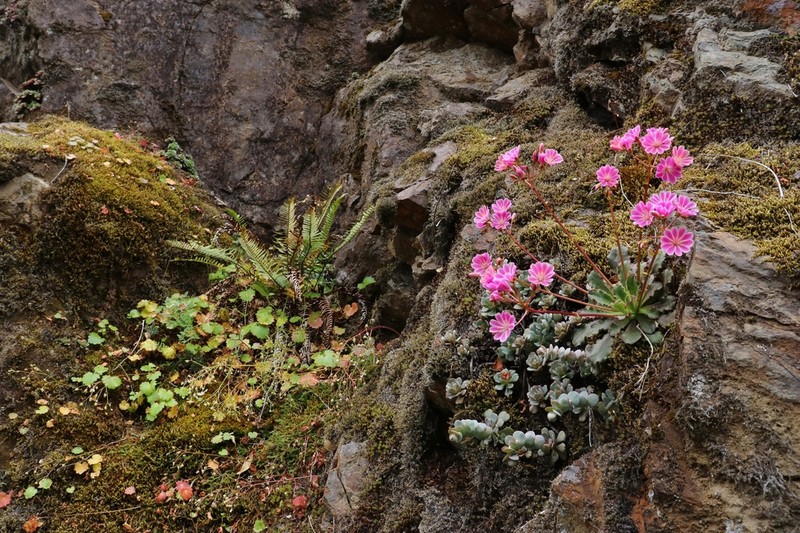 Siskiyou Lewisia photo 2