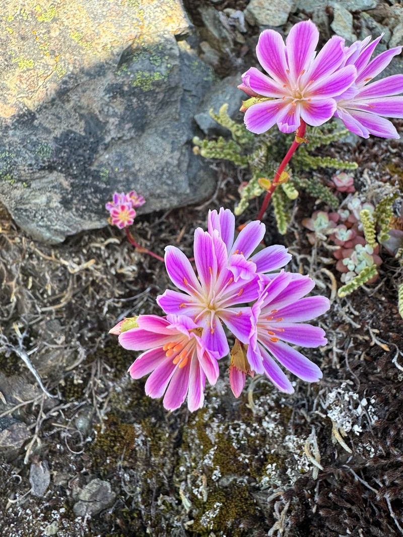 Siskiyou Lewisia photo 3
