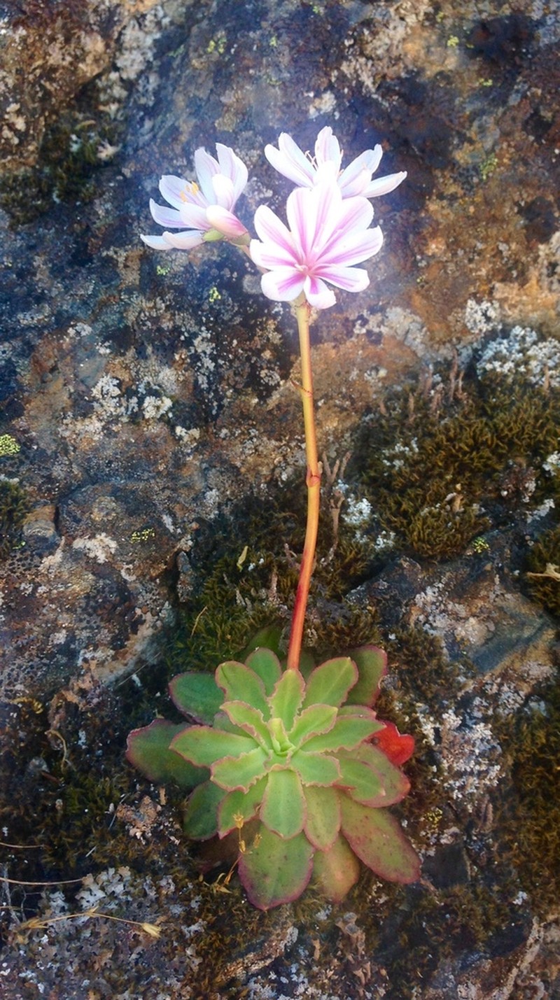 Siskiyou Lewisia photo 4