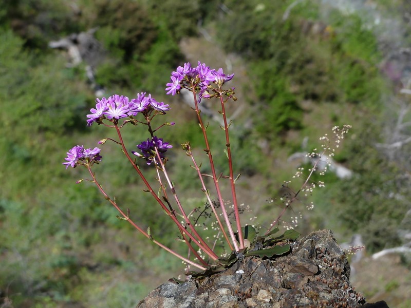 Siskiyou Lewisia photo 5