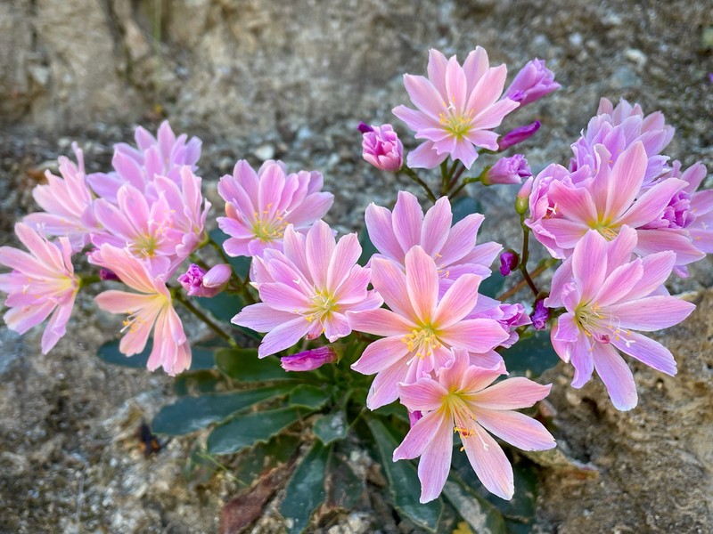 Siskiyou Lewisia photo 6