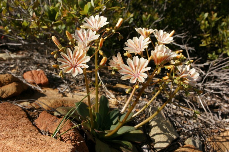 Siskiyou Lewisia photo 7