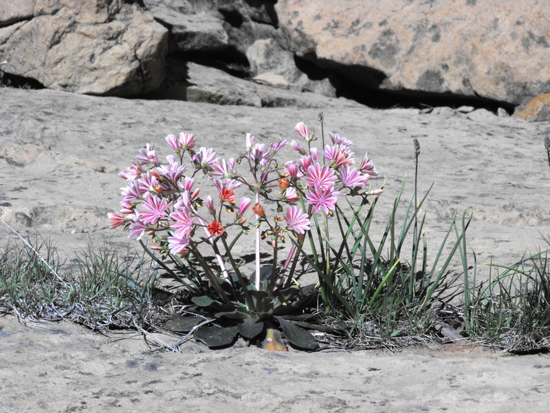 Siskiyou Lewisia photo 8