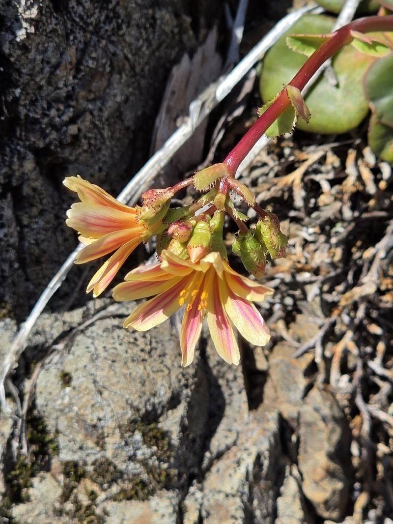 Lewisia cotyledon var. cotyledon