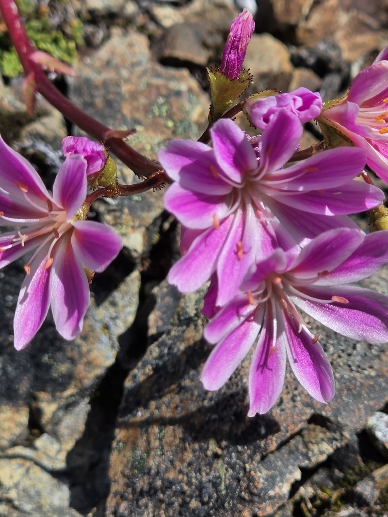Lewisia cotyledon var. cotyledon photo 2