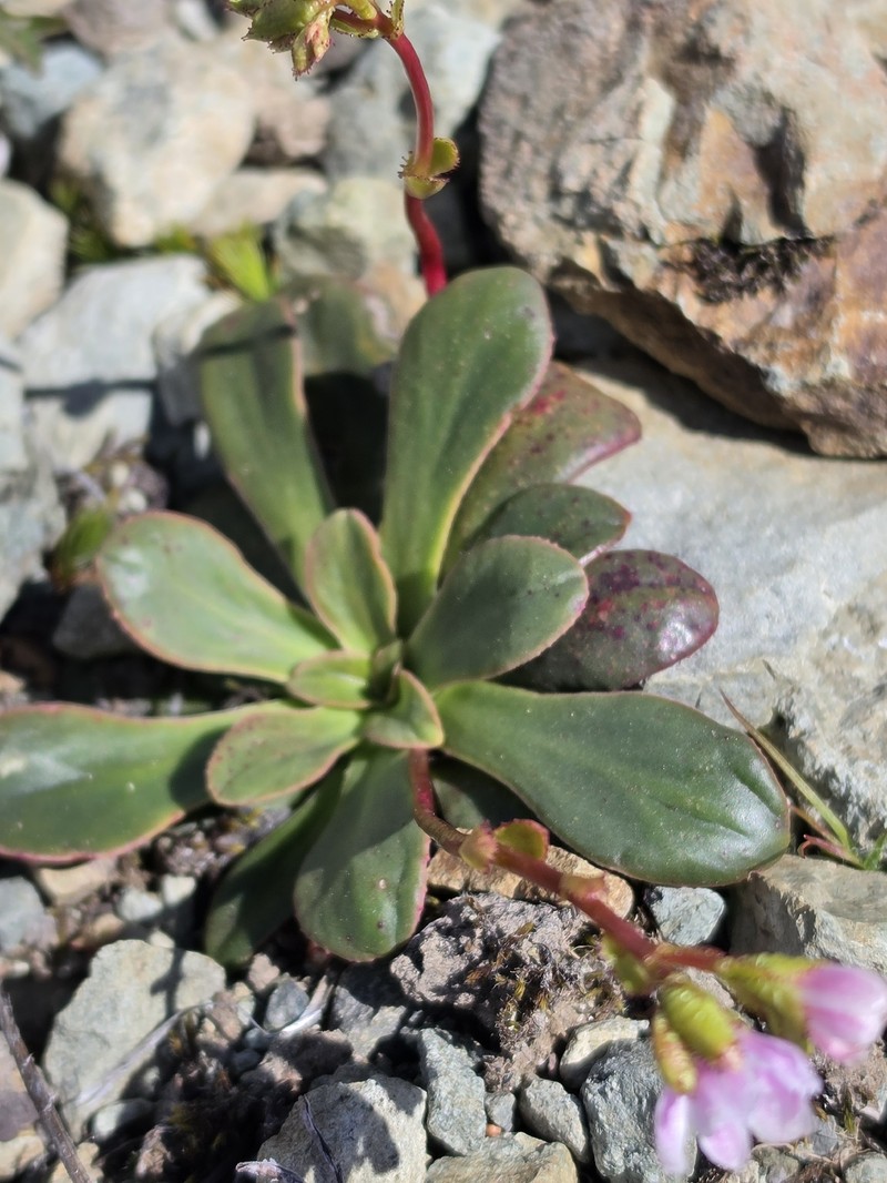 Lewisia cotyledon var. cotyledon photo 3