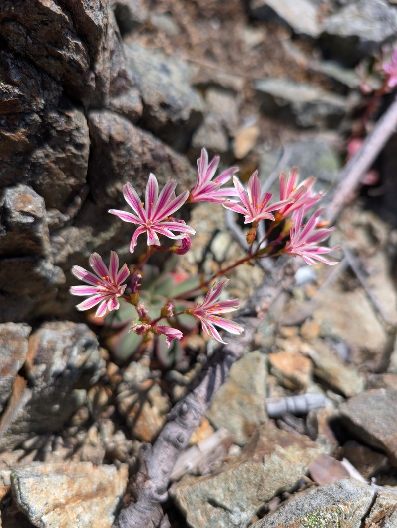 Lewisia cotyledon var. cotyledon photo 4