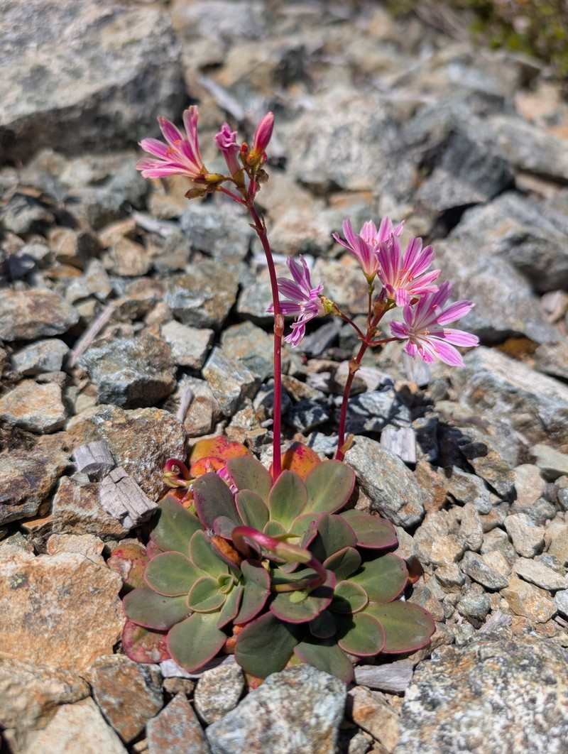 Lewisia cotyledon var. cotyledon photo 5