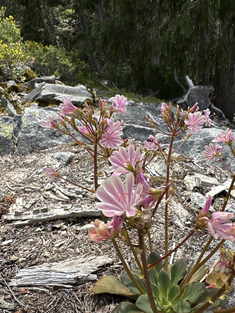 Lewisia cotyledon var. cotyledon photo 6
