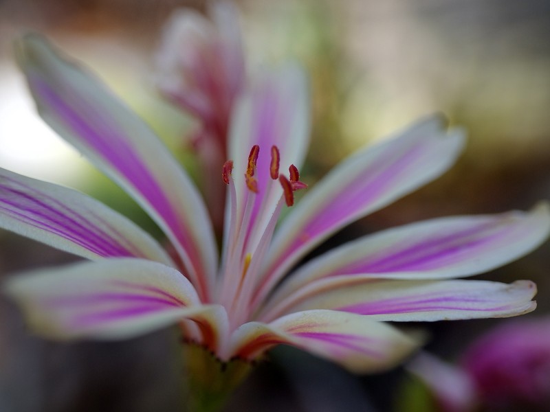 Lewisia cotyledon var. cotyledon photo 7