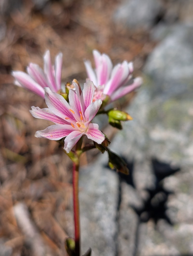Lewisia cotyledon var. cotyledon photo 8