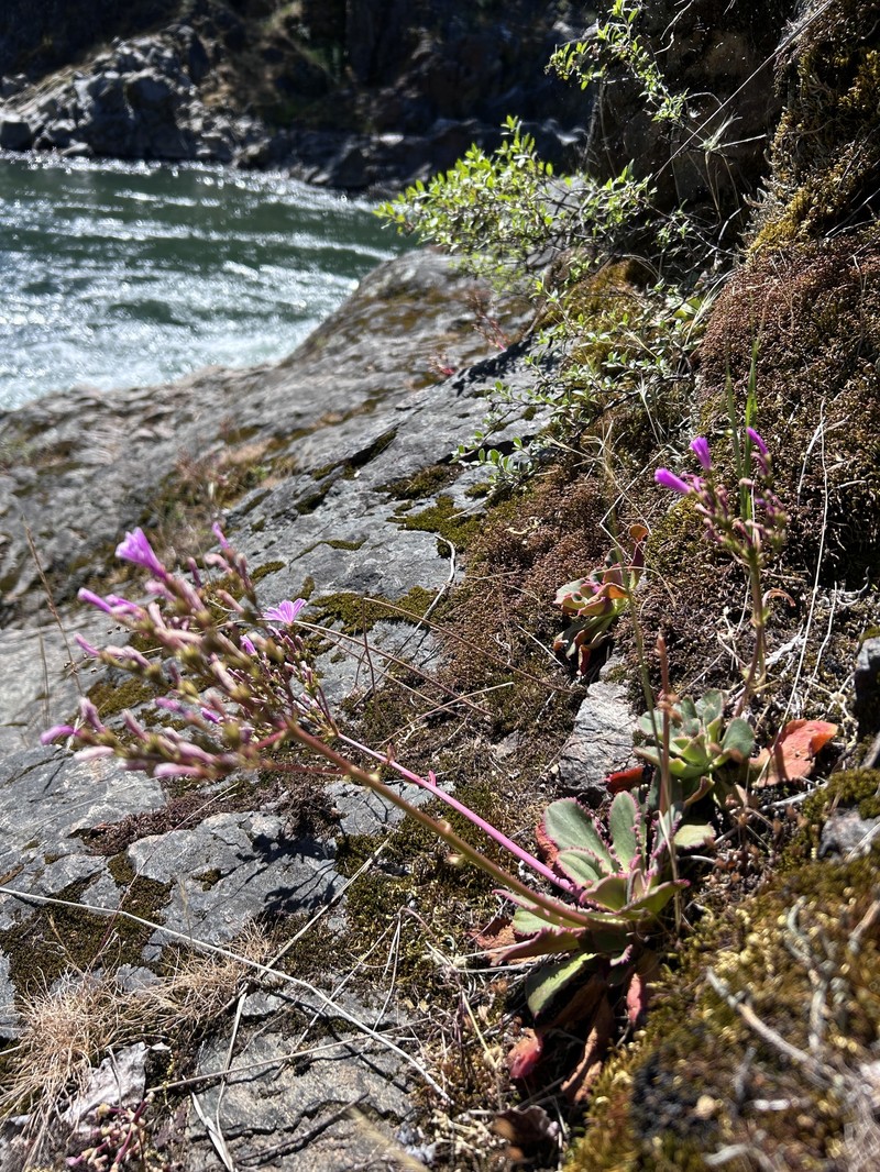 Lewisia cotyledon var. heckneri