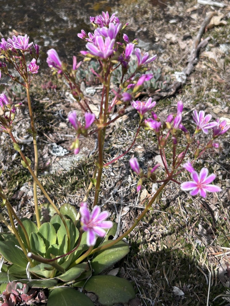 Lewisia cotyledon var. heckneri photo 2