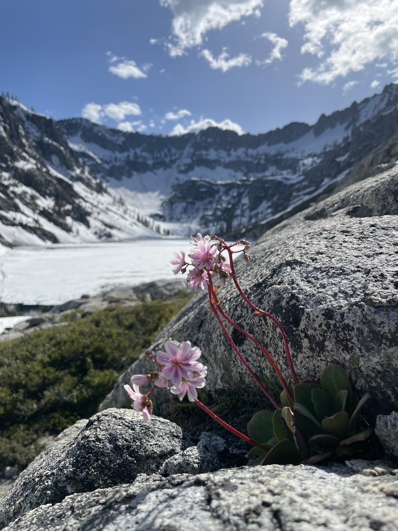 Lewisia cotyledon var. heckneri photo 3
